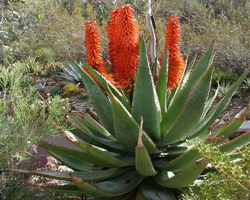 ALOE FERROX - Deco IrisDeco Iris
